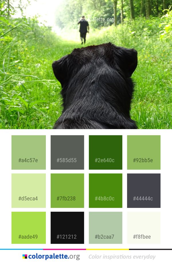 Dog Like Mammal Breed Color Palette