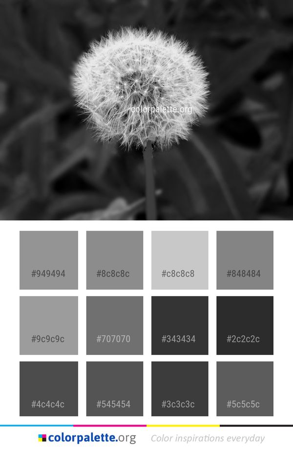 Flower Black And White Monochrome Photography Color Palette