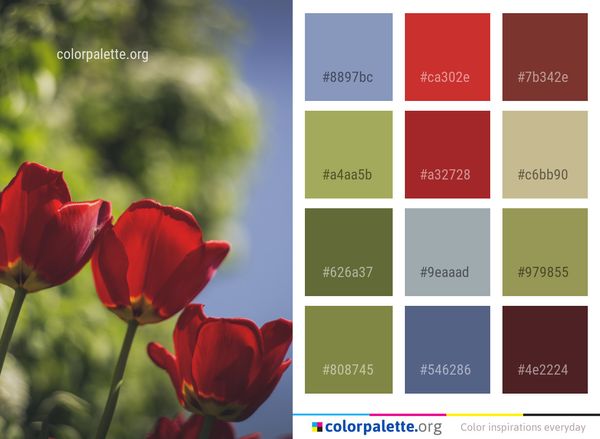 Flower Red Plant Color Palette