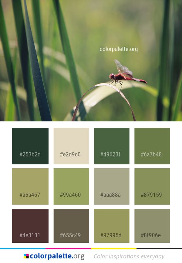 Insect Dragonfly Ecosystem Color Palette