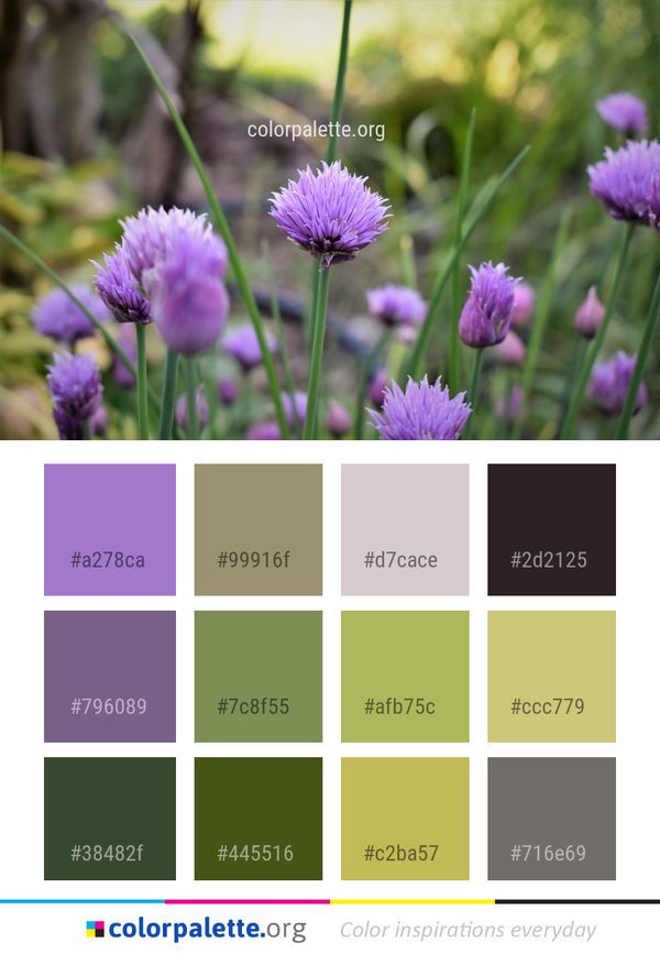 Plant Purple Chives Color Palette