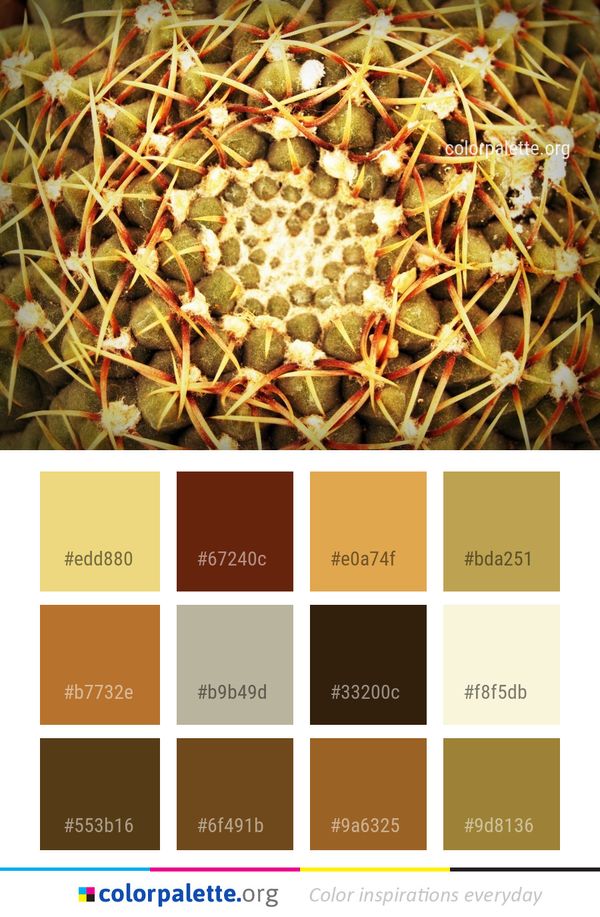 Plant Thorns Spines And Prickles Cactus Color Palette