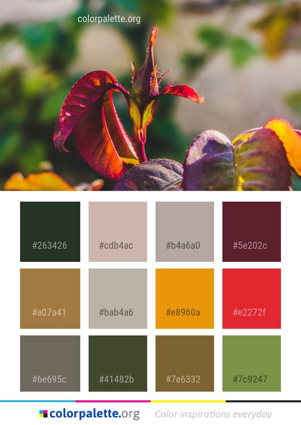 Flora Plant Flower Color Palette