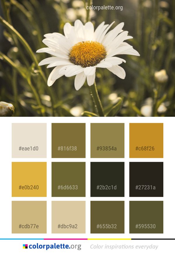 Flower Oxeye Daisy Color Palette