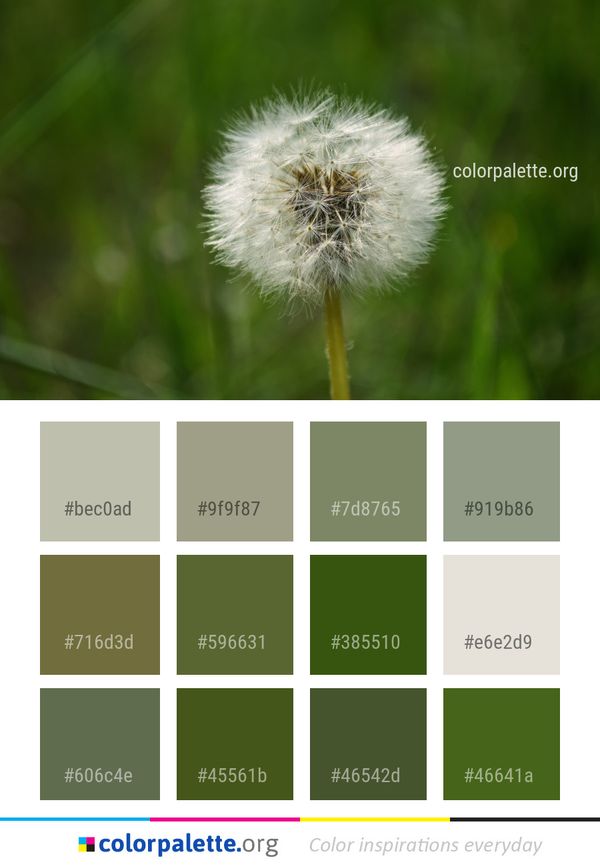 Flower Dandelion Flora Color Palette