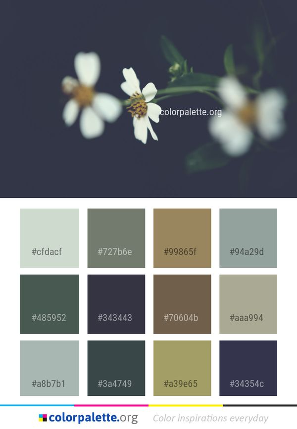 Flower White Flora Color Palette