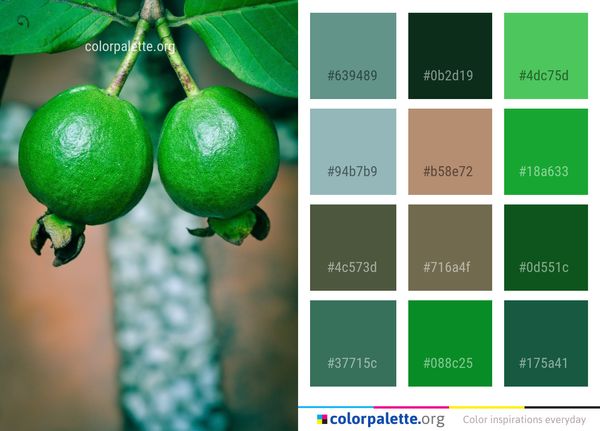 Fruit Citrus Close Up Color Palette