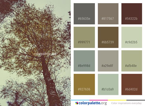 Tree Branch Woody Plant Color Palette