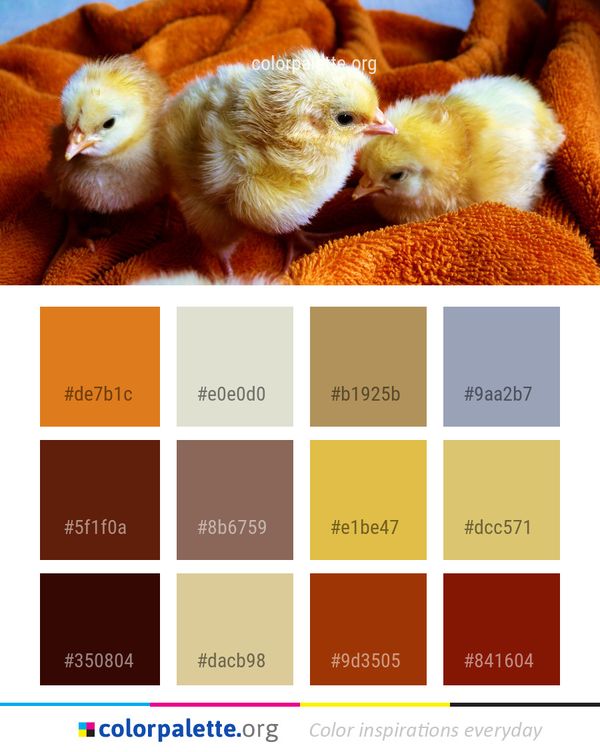 Beak Chicken Galliformes Color Palette