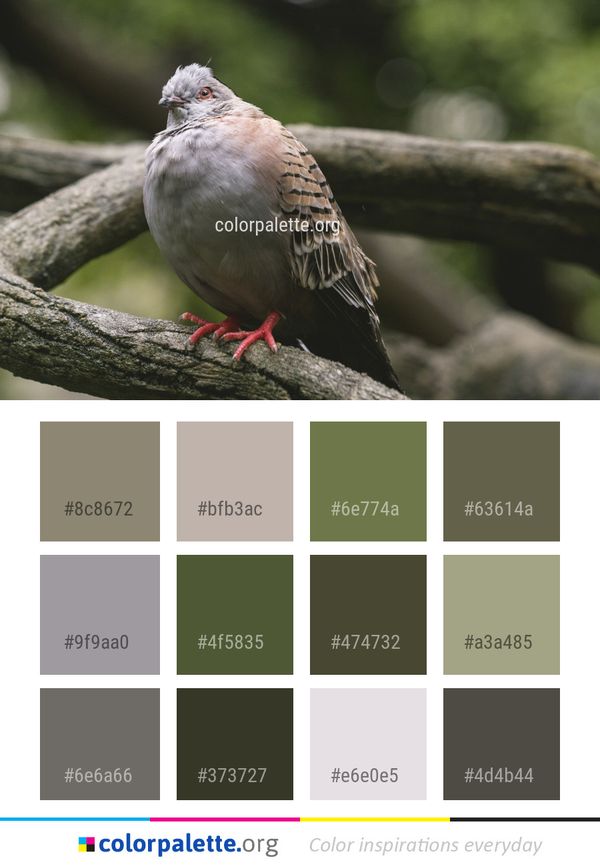 Bird Beak Fauna Color Palette