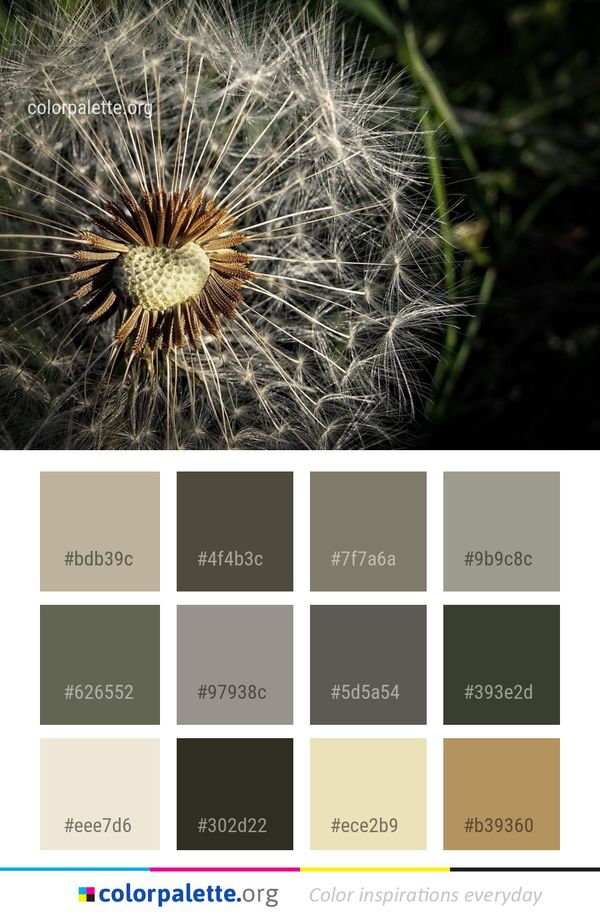 Flora Flower Plant Color Palette