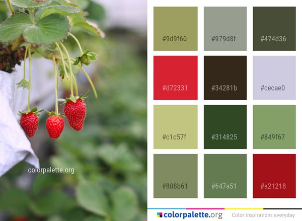 Strawberries Strawberry Fruit Color Palette