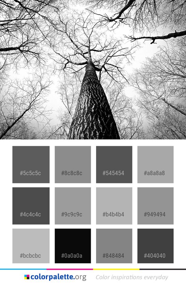 Tree Branch Black And White Color Palette