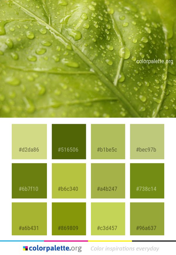 Water Green Leaf Color Palette