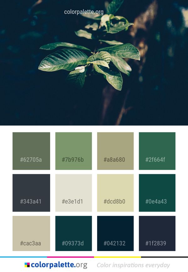 Water Leaf Organism Color Palette