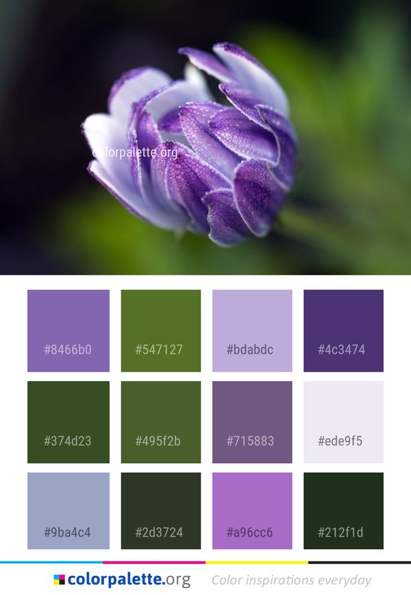 Flower Purple Flora Color Palette