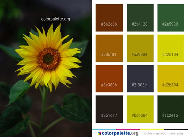 Flower Sunflower Yellow Color Palette