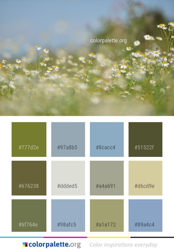 Flower Wildflower Field Color Palette