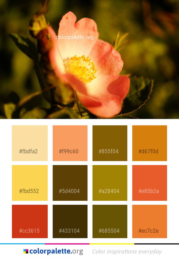 Flower Yellow Flowering Plant Color Palette