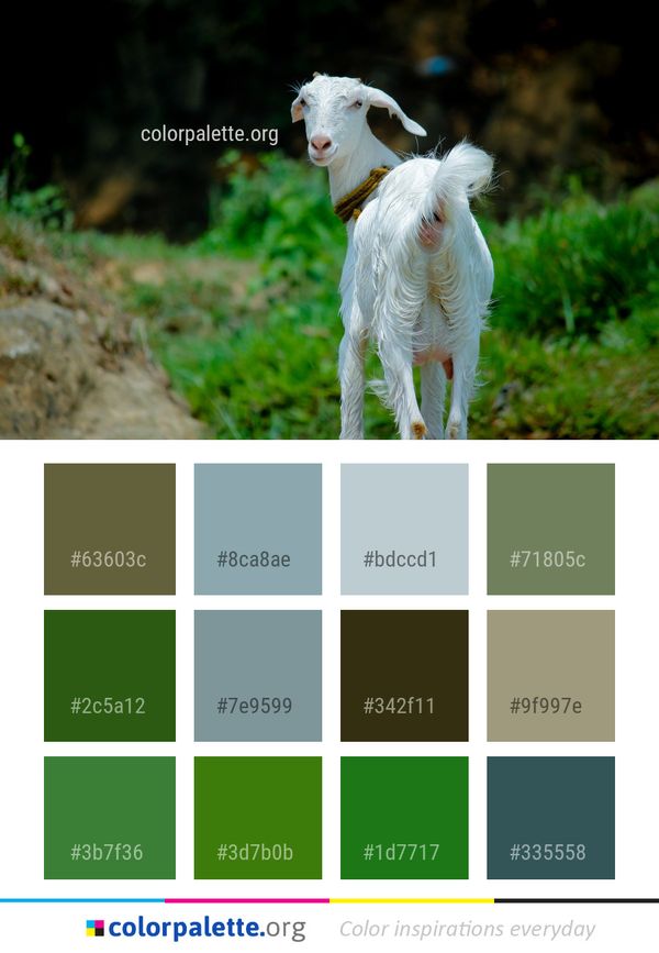 Goats Goat Fauna Color Palette