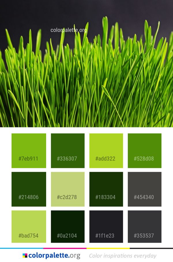 Grass Wheatgrass Family Color Palette
