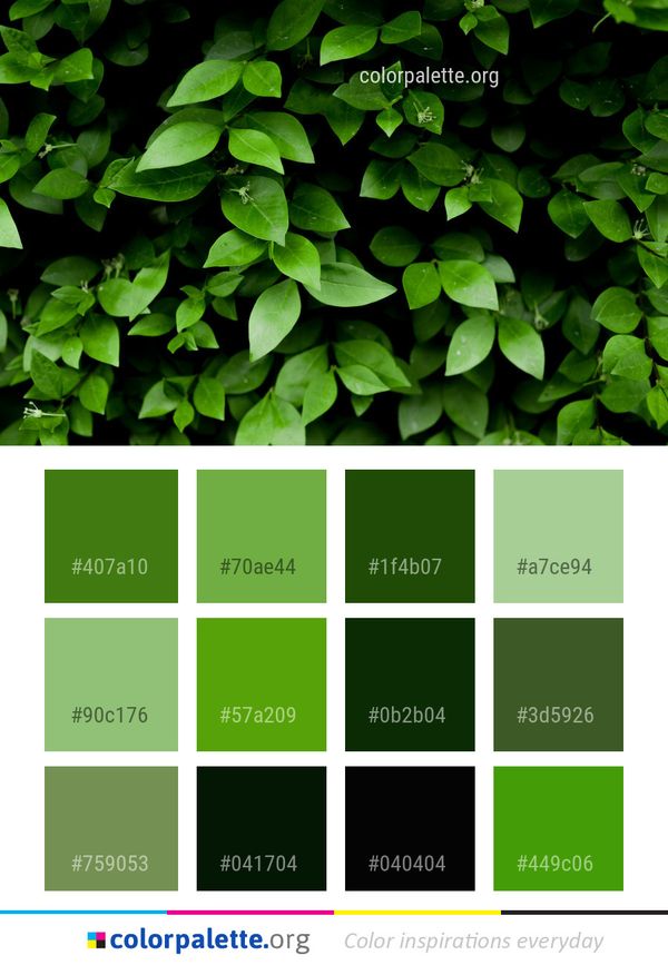 Green Plant Leaf Color Palette