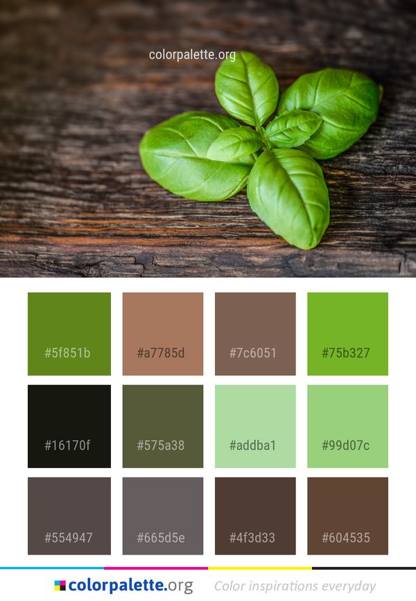 Leaf Basil Plant Color Palette