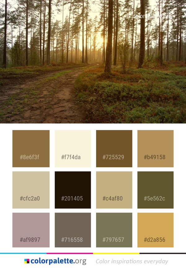 Path Forest Woodland Color Palette