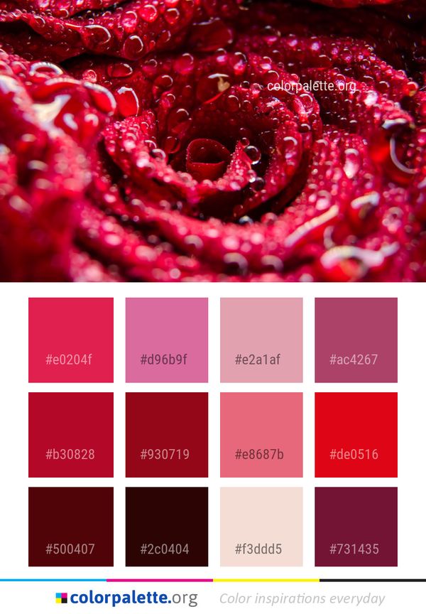 Pink Flower Garden Roses Color Palette