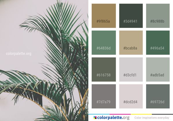 Plant Tree Palm Color Palette