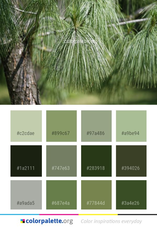 Tree Ecosystem Pine Family Color Palette