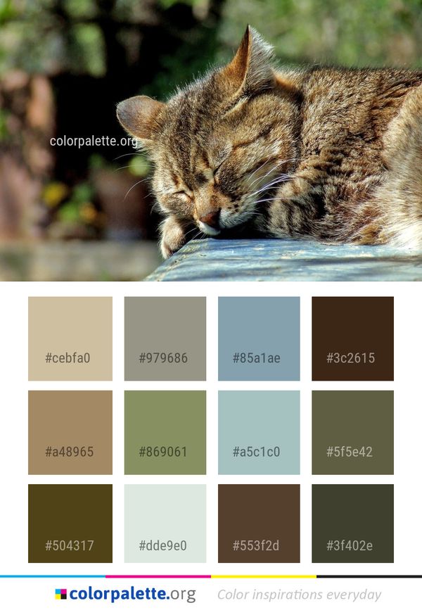 Cat Fauna Wild Color Palette