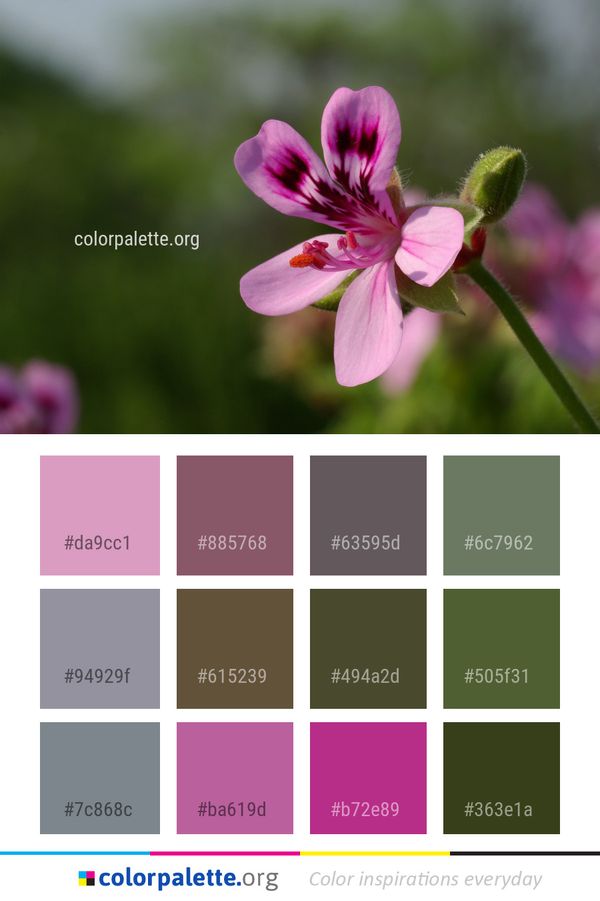 Flower Flora Plant Color Palette