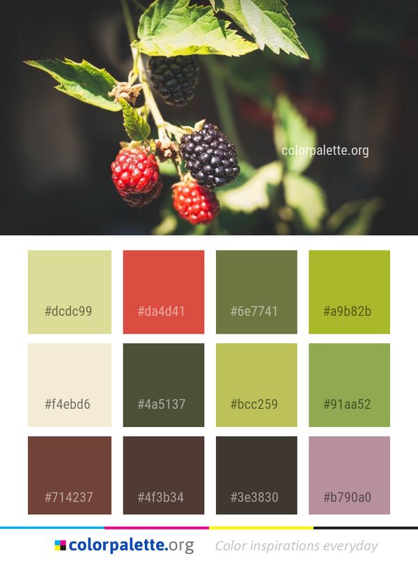 Berry Blackberry Mulberry Color Palette