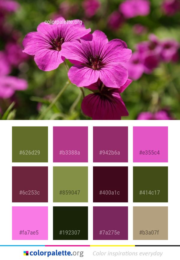 Flower Plant Flora Color Palette