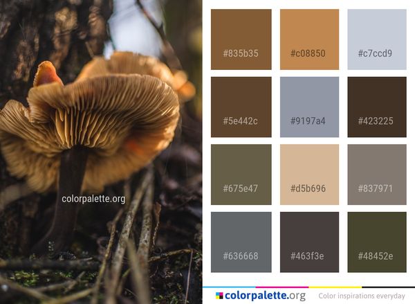 Fungus Mushroom Oyster Color Palette