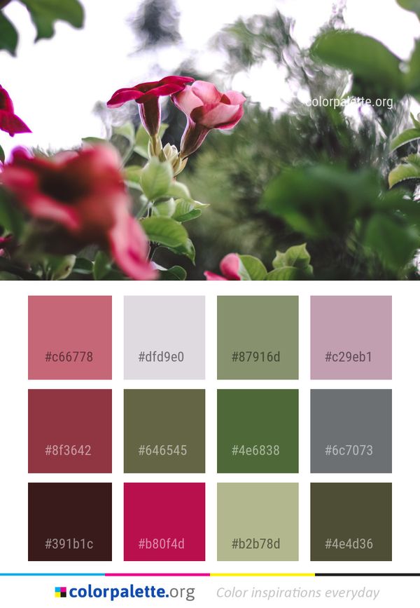 Plant Flower Flora Color Palette