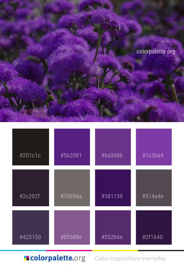 Plant Purple Flower Color Palette