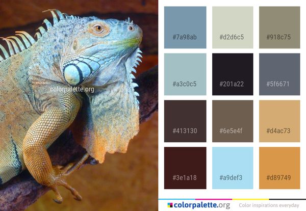 Reptile Iguana Iguania Color Palette