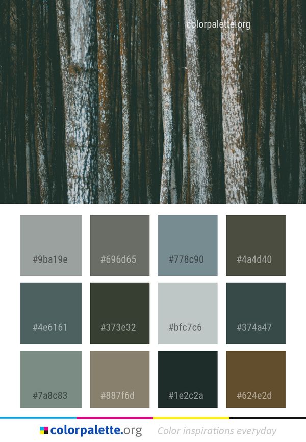 Tree Wood Forest Color Palette