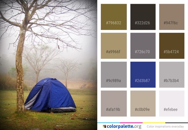 Tree Woody Plant Morning Color Palette