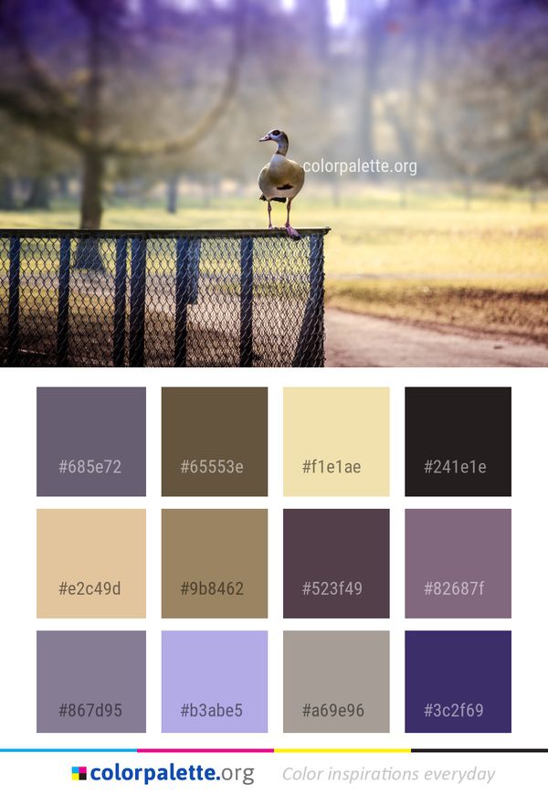 Bird Sky Morning Color Palette