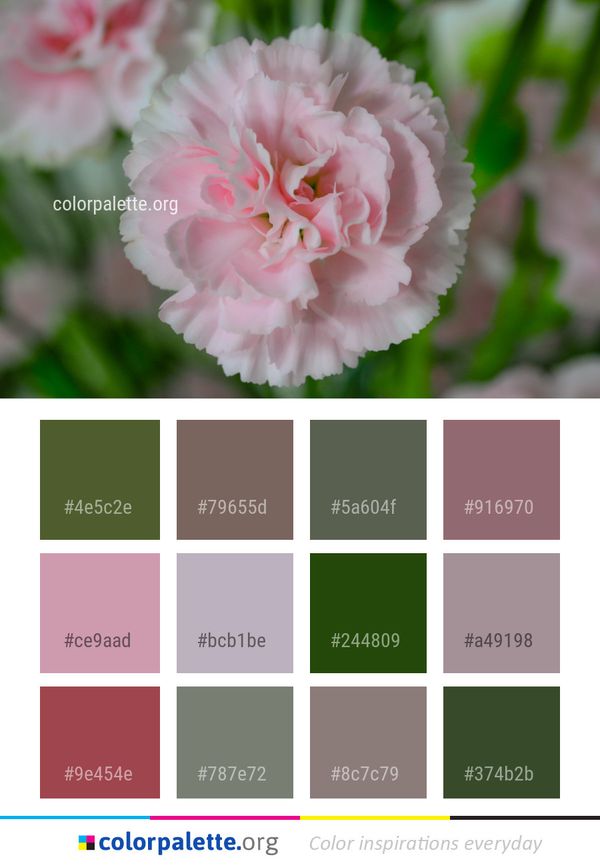 Flower Pink Plant Color Palette
