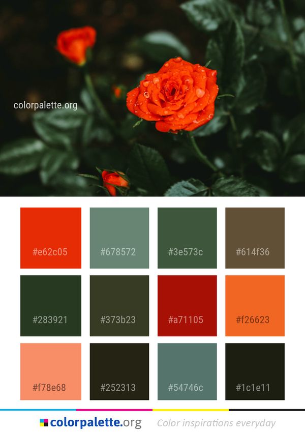 Flower Rose Family Garden Roses Color Palette