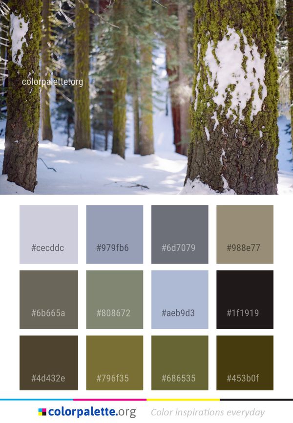 Snow Winter Tree Color Palette