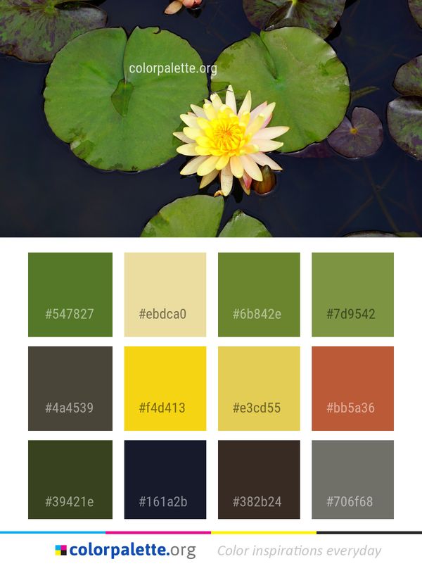 Flower Plant Flora Color Palette