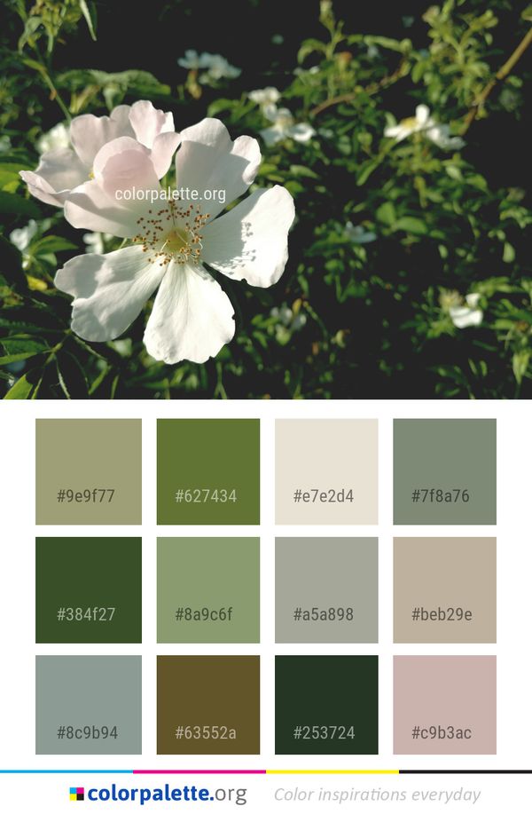 Flower Rose Family Rosa Canina Color Palette