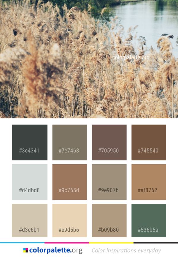 Grass Family Phragmites Color Palette
