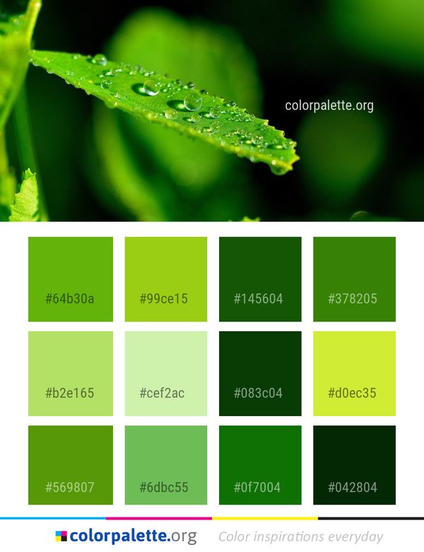 Water Dew Green Color Palette