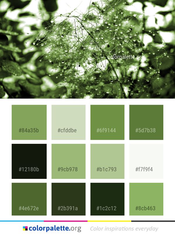Water Green Leaf Color Palette